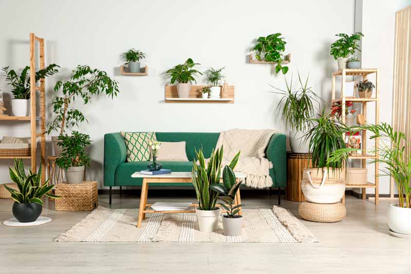5 Easiest Indoor Plants for Fall  Senior Style - Assisting Hands -  Chattanooga