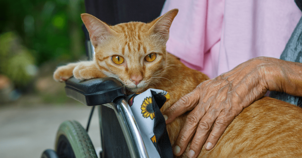 elderly-with-cat
