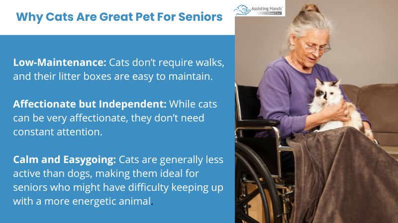 Reasons why cats are great pet for seniors