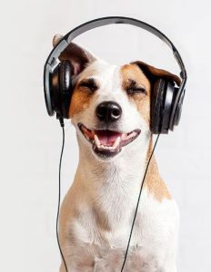 small dog listening to music and smiling
