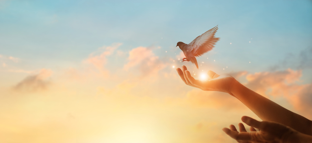 dove flying symbol of hope