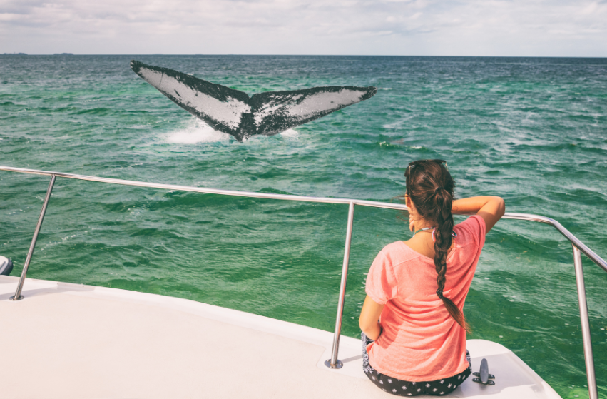 whale watching newport beach