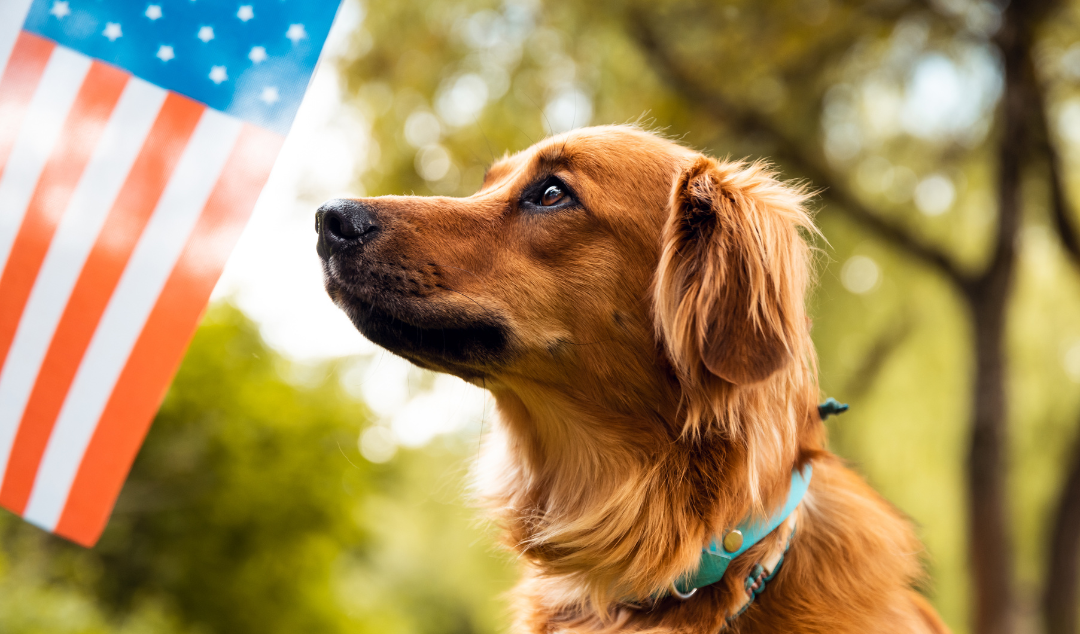 dog next to American flag